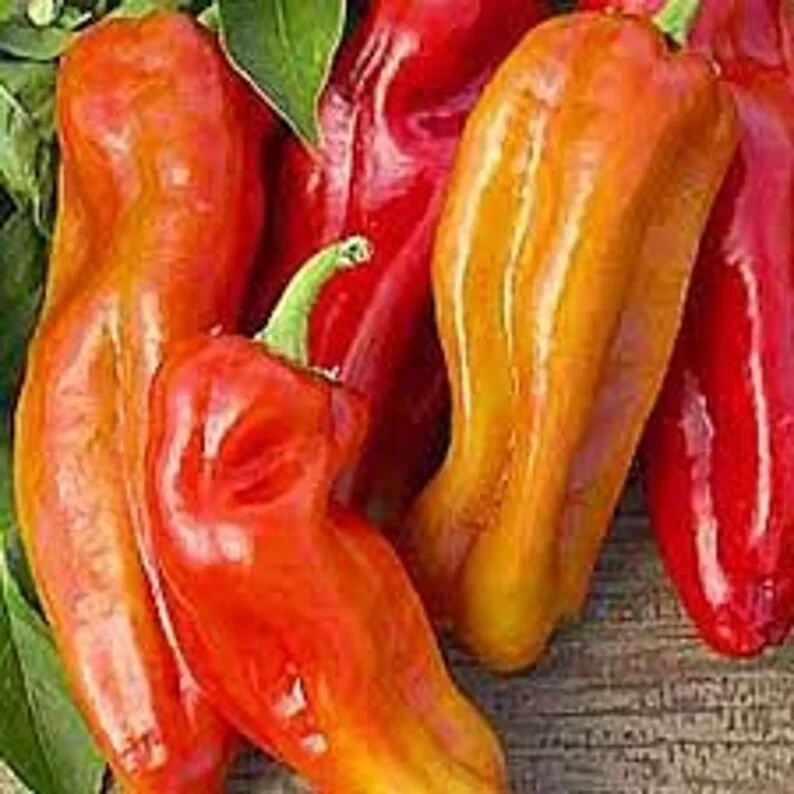 50 Cubanelle Italian Sweet Frying Pepper Seeds. Organic. USA Seeds. Ships free