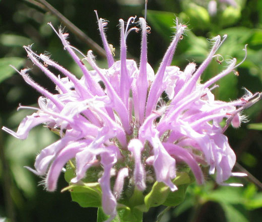 BERGAMOT WILD BEE BALM Monarda Fistulosa – 50,000 Bulk Seeds