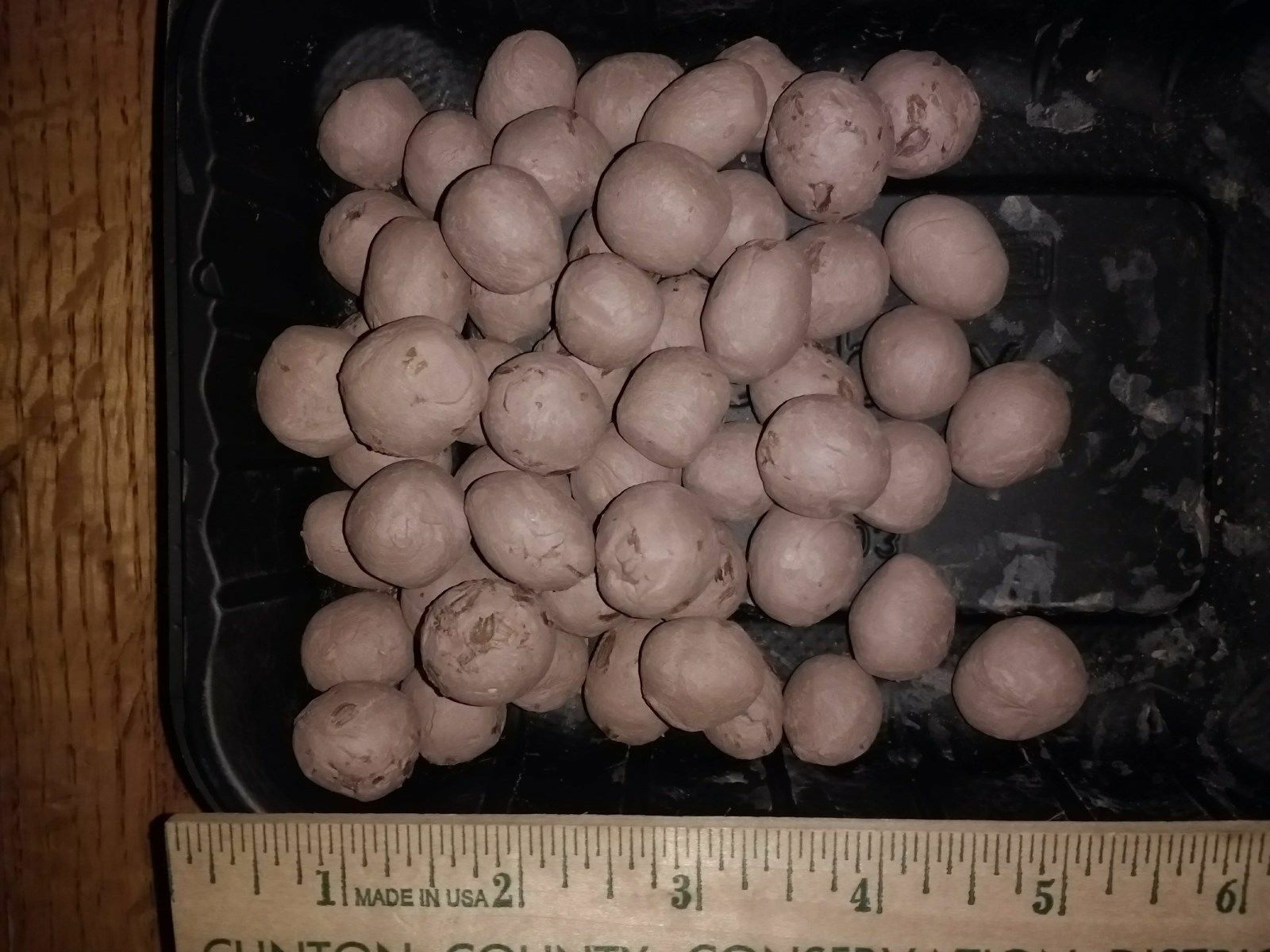 1000 Common Milkweed clay Seed Balls, Asclepias syriaca 2022 crop 90%germination