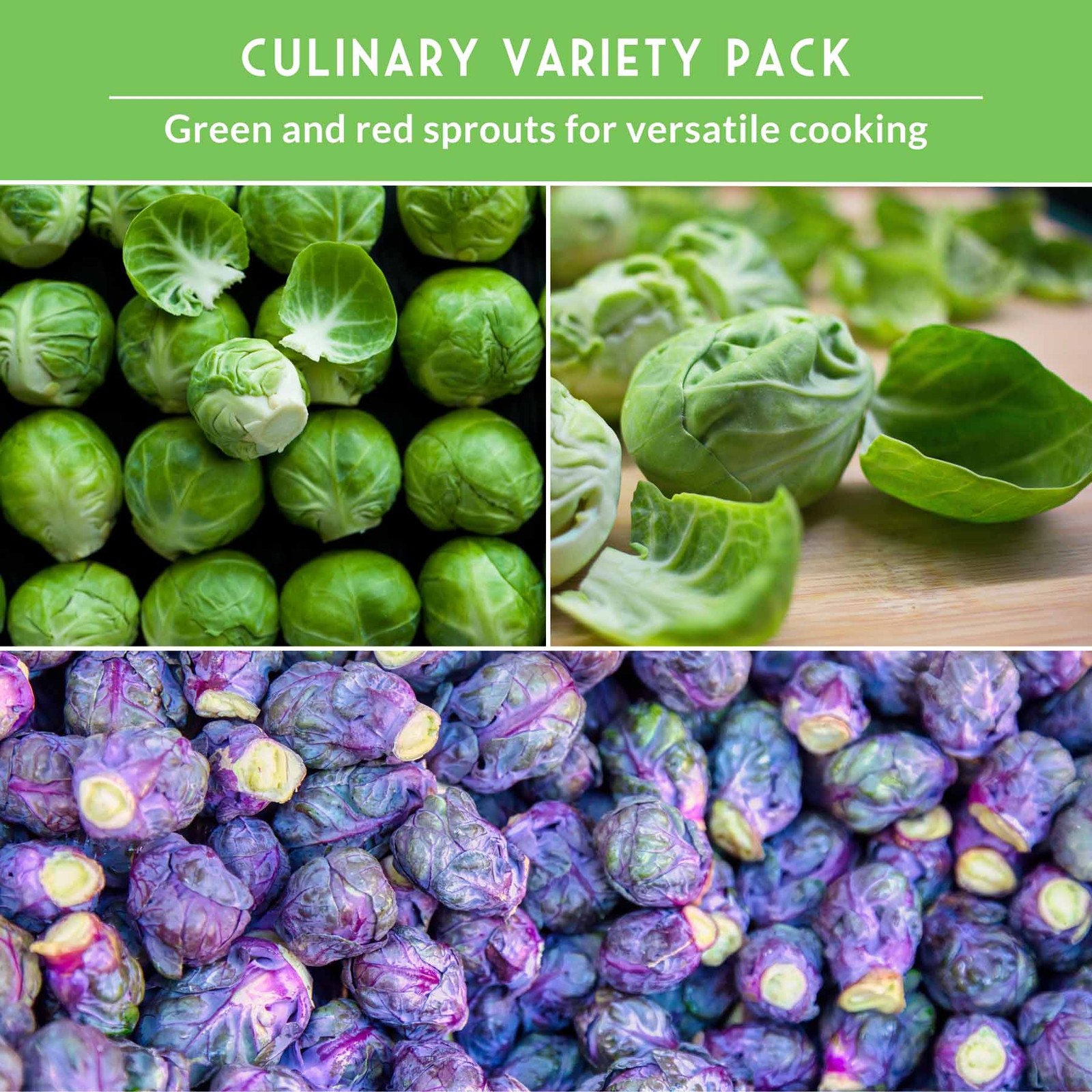 Brussels Sprouts Seed Collection – Red, Catskill & Long Island Improved