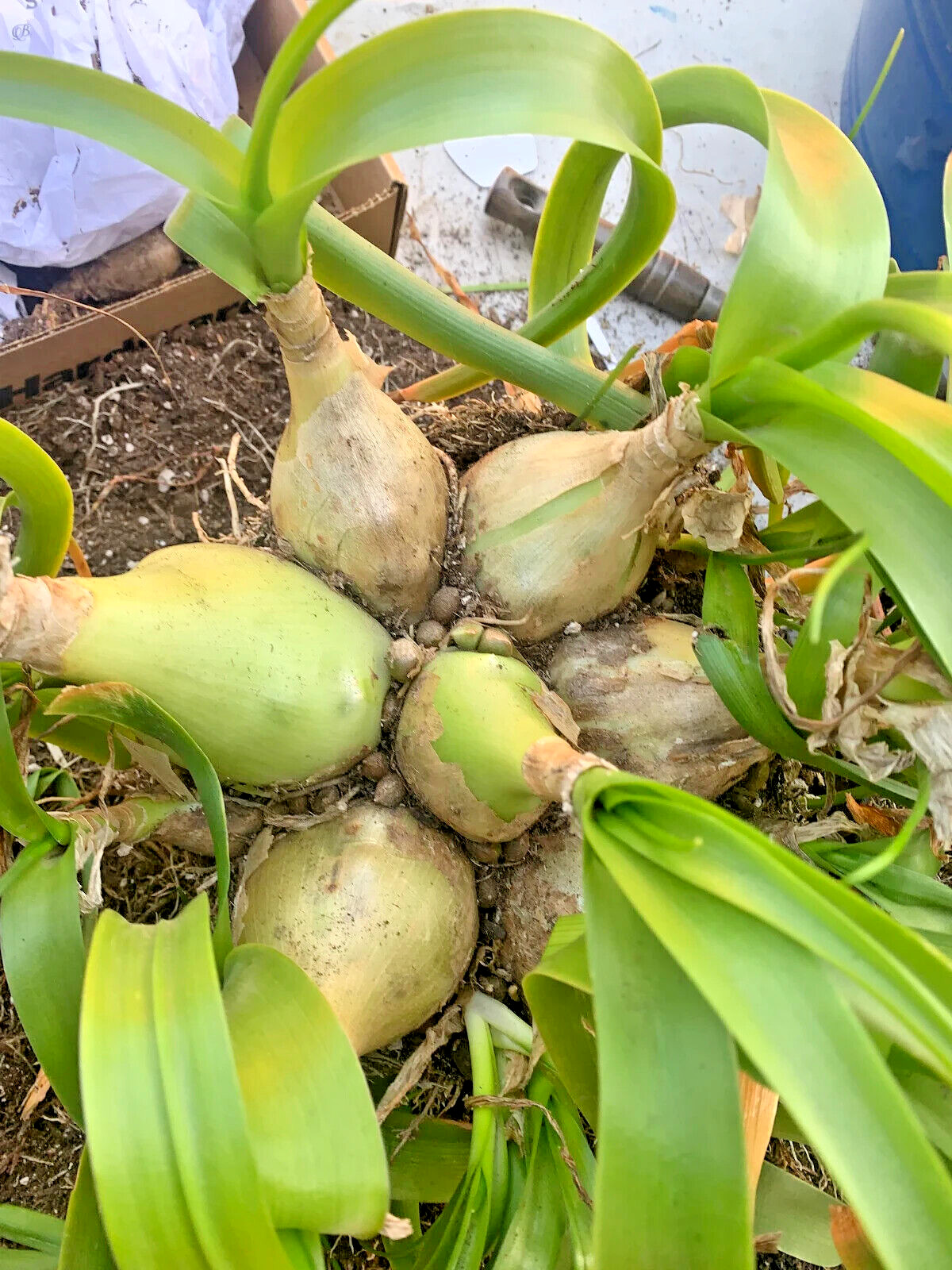 Succulent Albuca Bract. Pregnant Onion 10 Live .75-1″ Plant Bulbs Easy Medicinal