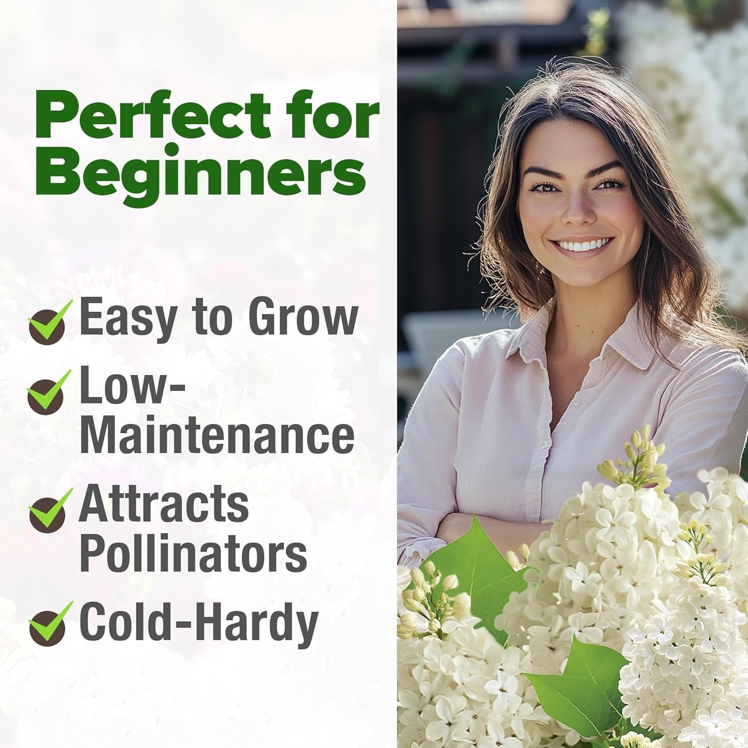 Pollinator-Friendly White Lilac Seeds | 53 Heirloom Tree Seeds for Landscaping