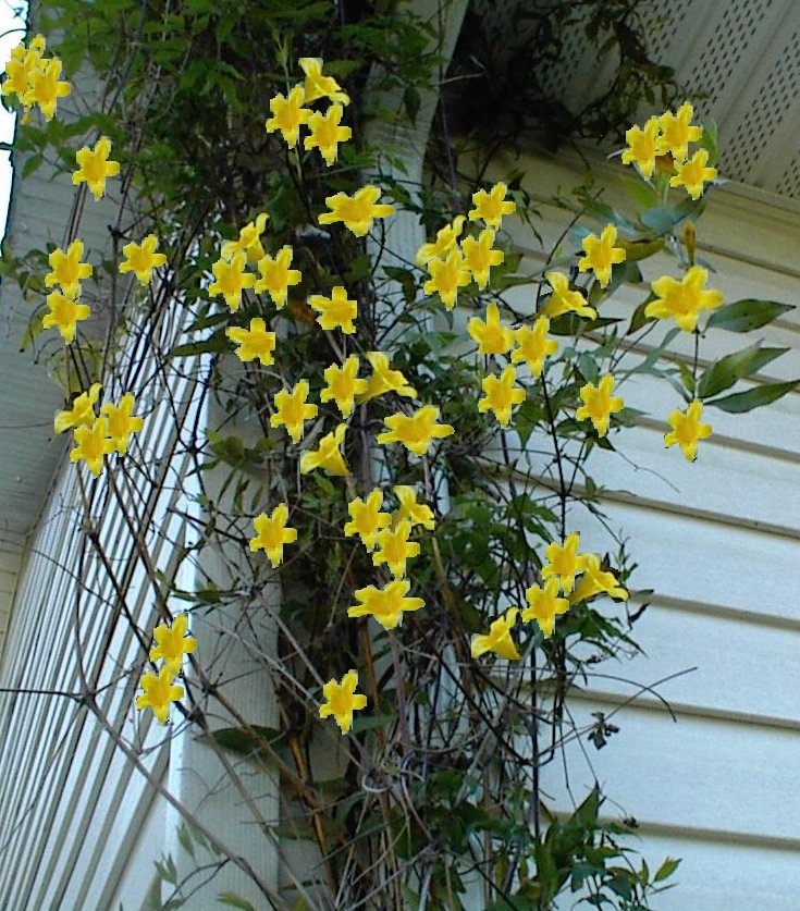 Carolina Yellow Jasmine Perennial Vine 50 + Seeds * Real Southern Jasmine * USA
