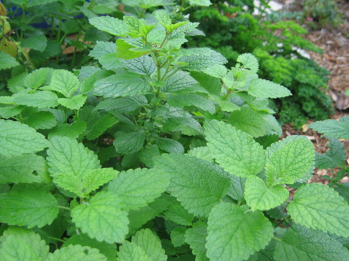 1000 LEMON BALM SEEDS (Melissa officinalis) NonGMO Variety