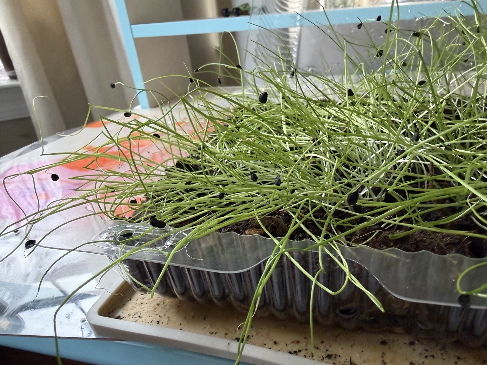 50 New Garlic Chive Seeds For Planting