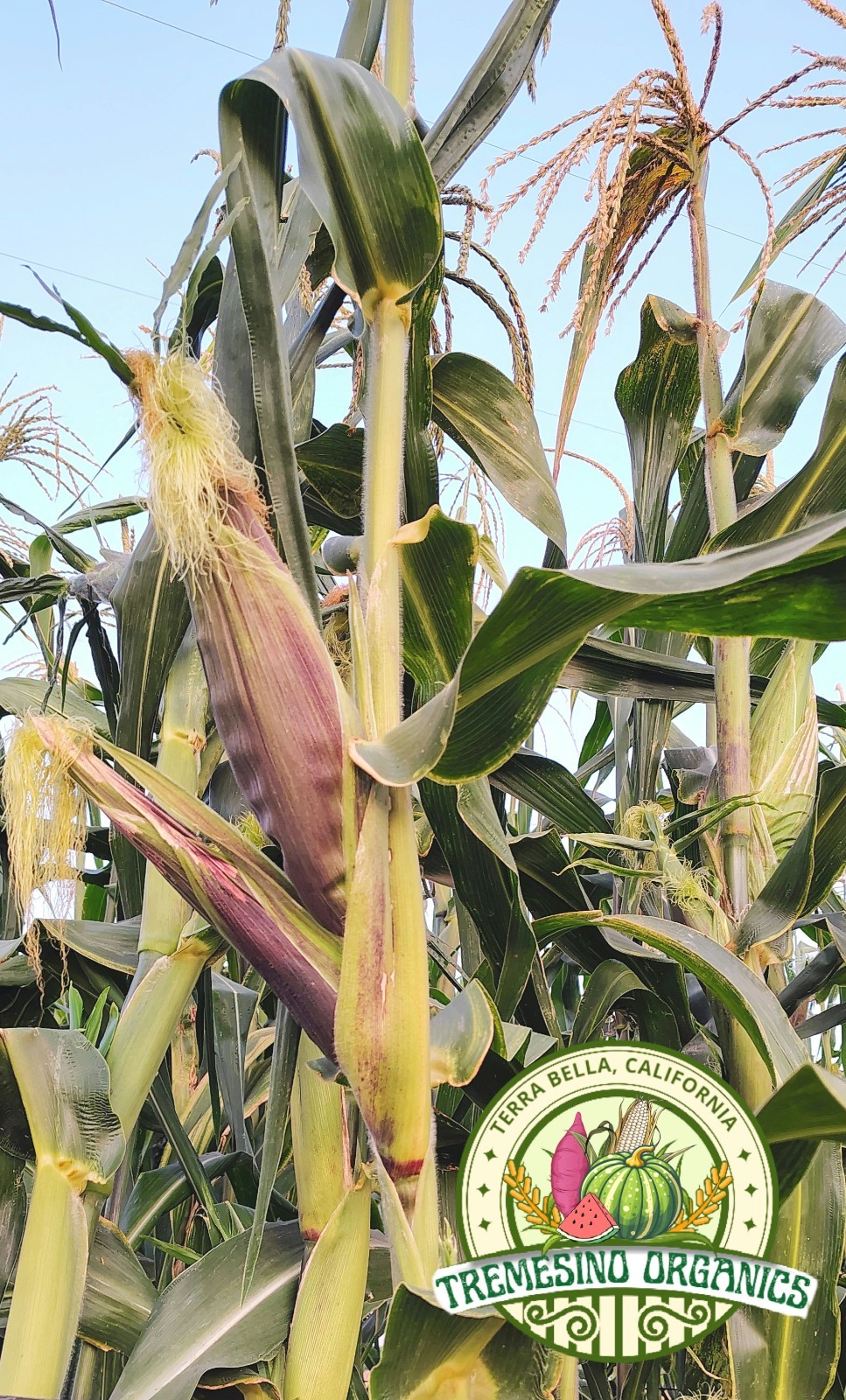 Mexican Conico White Corn 50 Seeds- Maiz Conico Mexicano, 50 Semillas