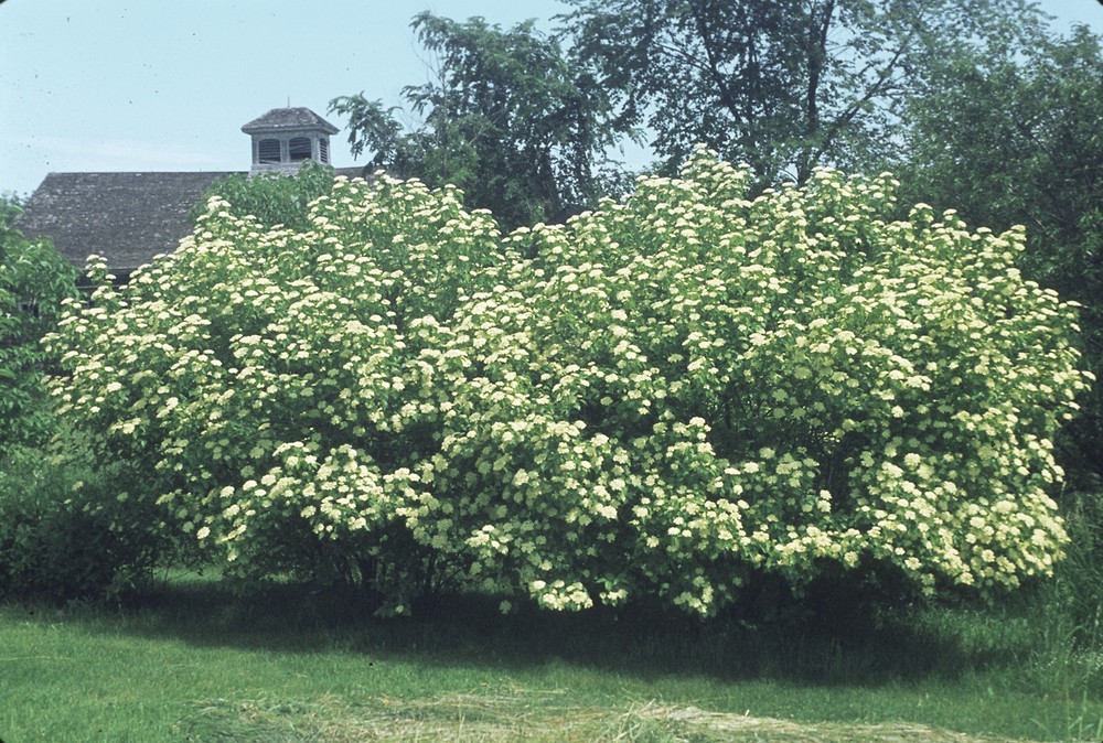 20+ seeds Nannyberry Native Shrub (Viburnum lentago) Edible & Medicinal