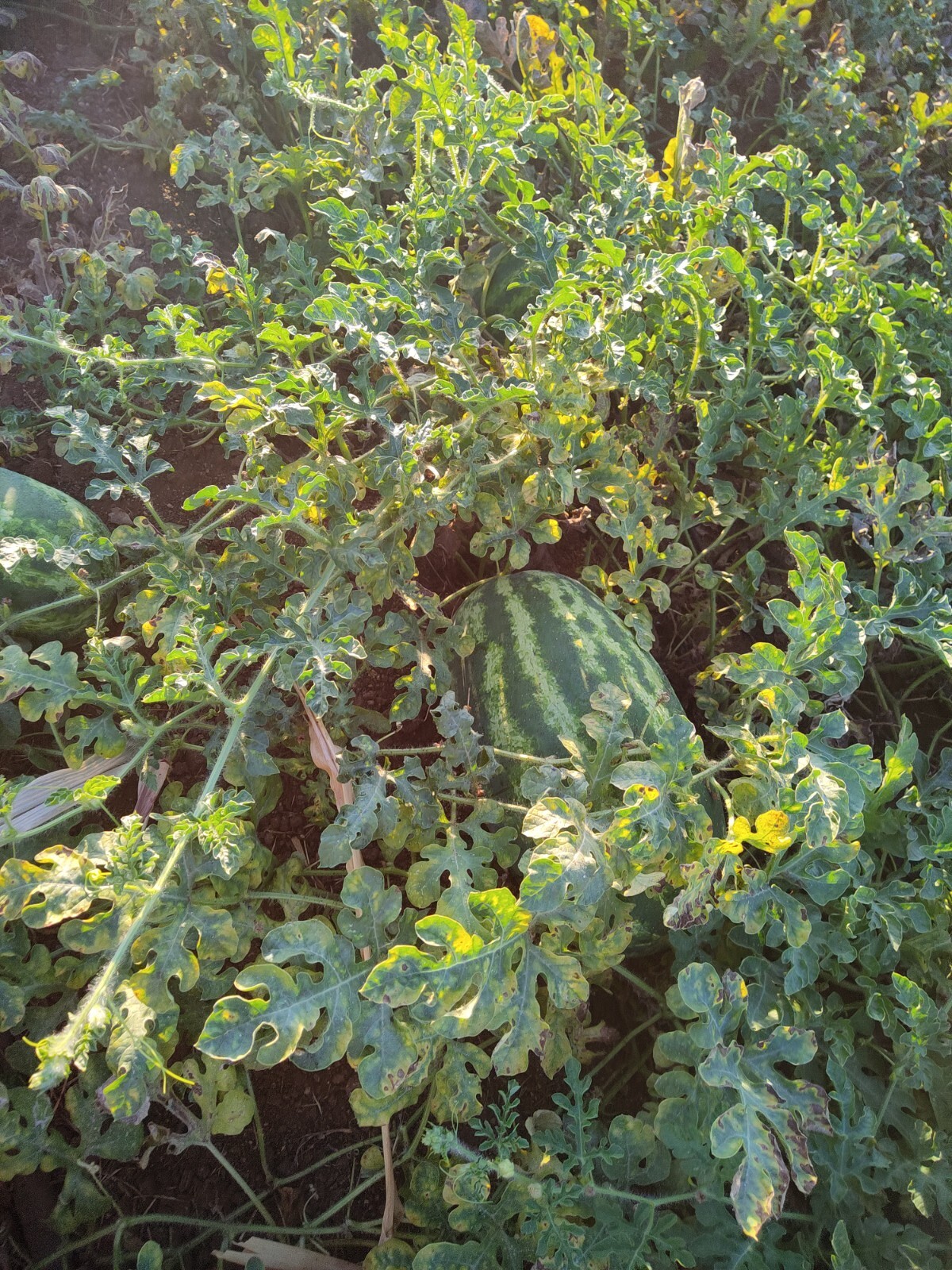 Organic Mountain Sweet Yellow Watermelon 30 Seeds