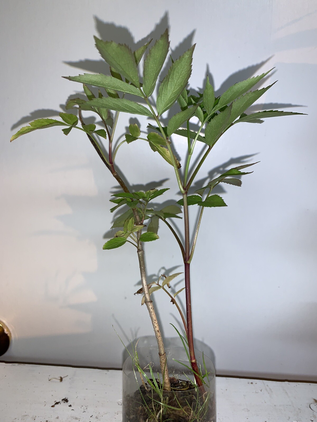 One live rooted plant of Elderberry, Sambucus nigra, shipped bare root.