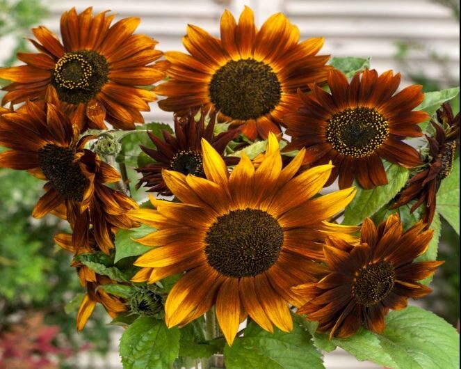 25+Seeds|Earthwalker Sunflowers Seeds #E032