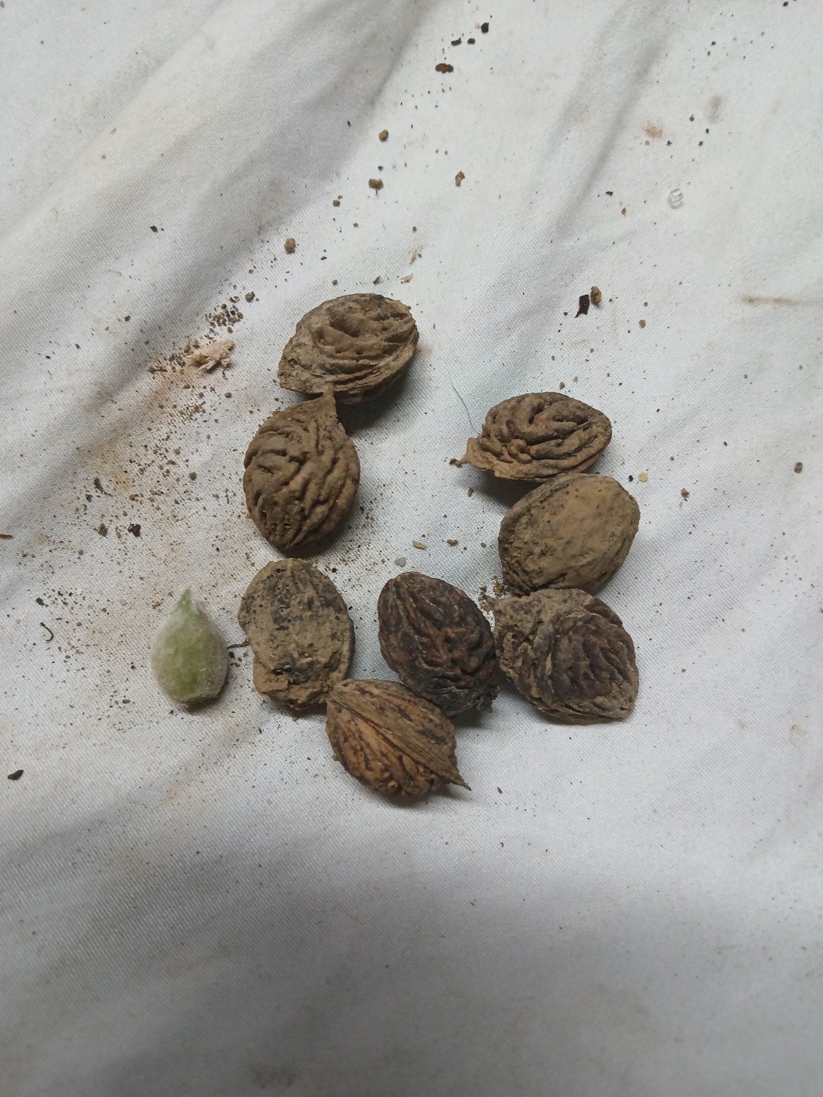 Alberta Peach Tree Seeds X9 Seeds