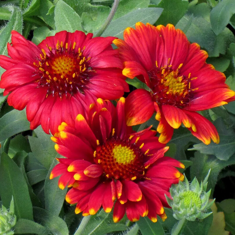 Perennial ARIZONA RED Gaillardia Blanket Flower Seeds Red Flower 25 Seeds