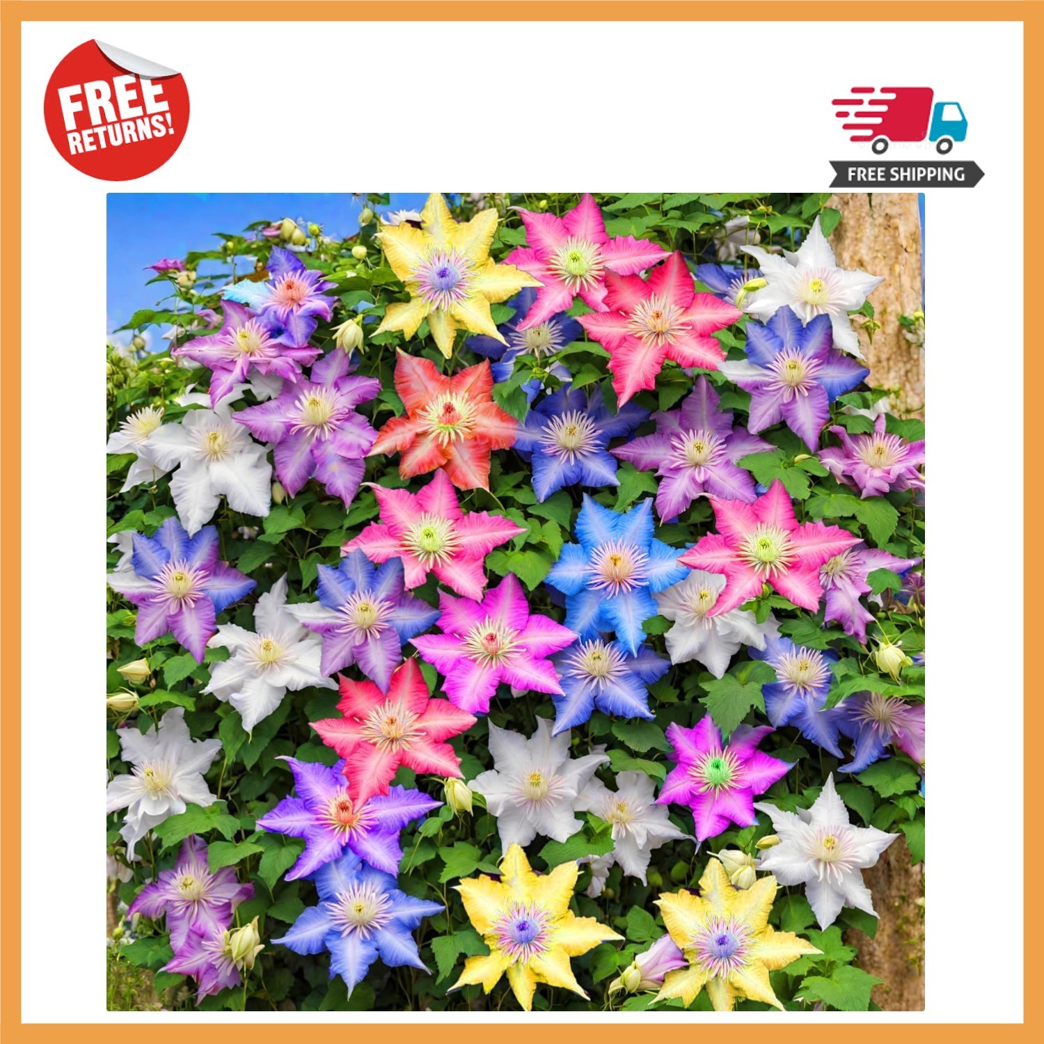 20-Count Clematis Flower Seeds for Stunning Vertical Gardens & Full Sun