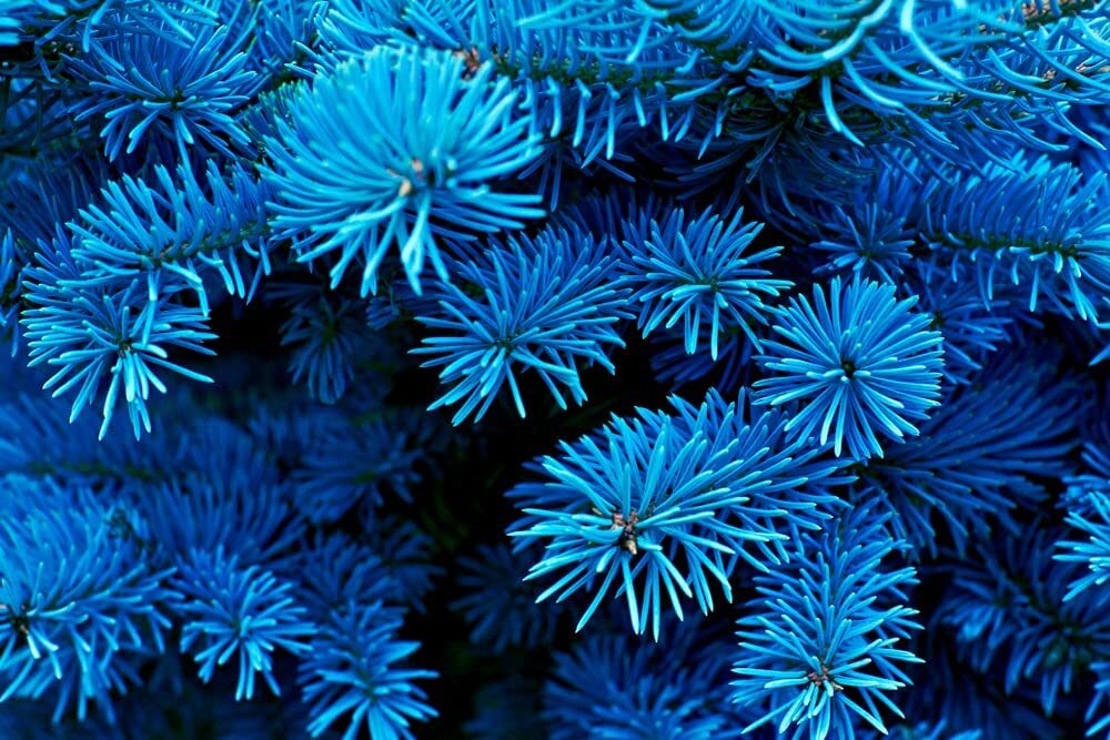 Blue Spruce Seeds for Planting | 30 Seeds | Colorado Blue Spruce