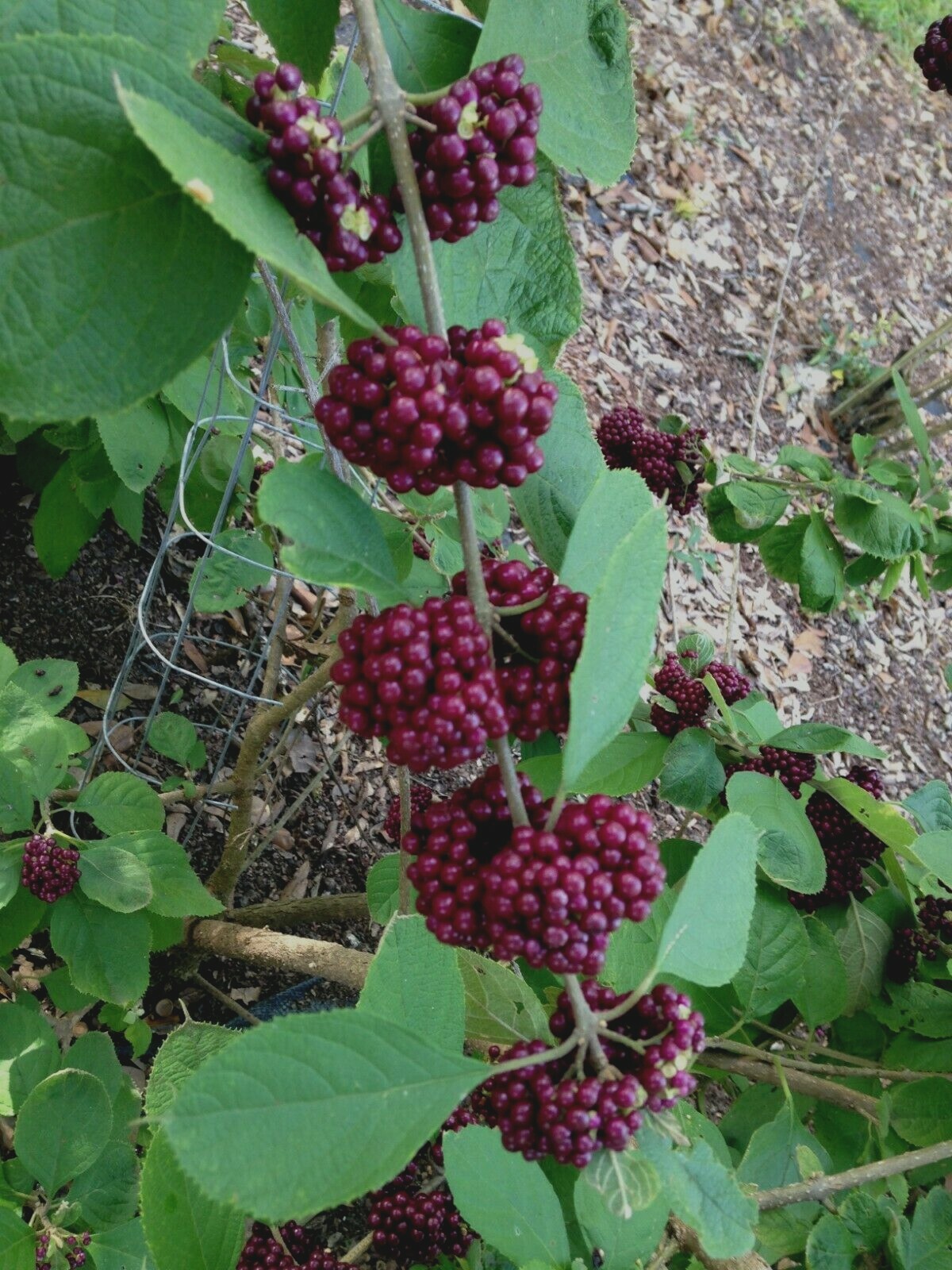 Callicarpa acuminata Black Beautyberry Mexican beauty 30 seeds