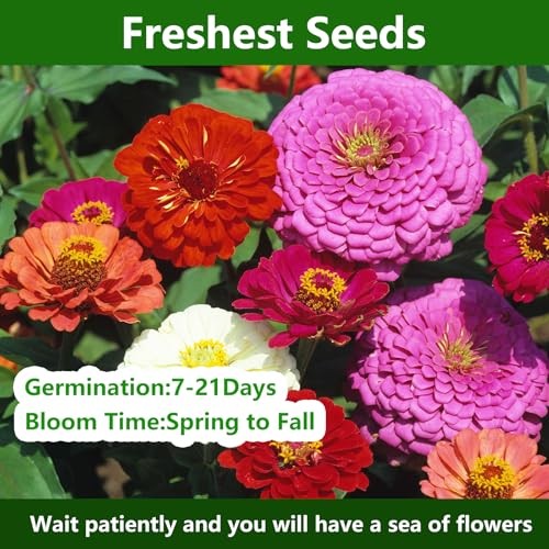 for 2026, California Giant Bulk, 10,000+ Double Dahlia Medium Pack Zinnia Seeds
