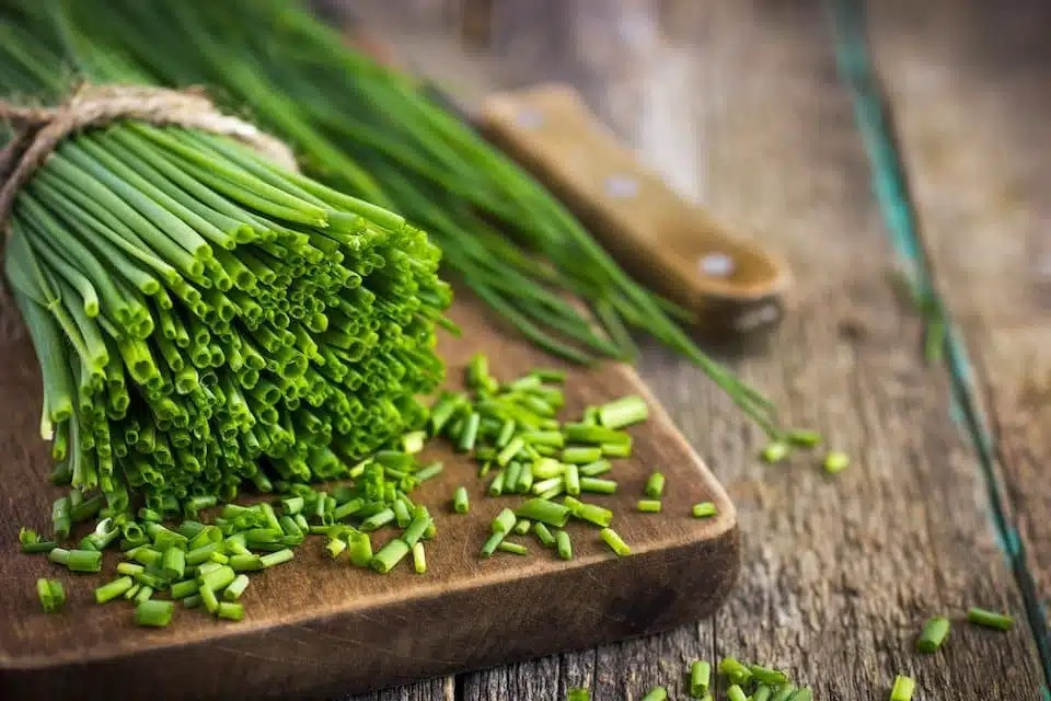 500+ CHIVES SEEDS — GREEN ONION — PERENNIAL — MOSQUITO REPELLENT — FRESH