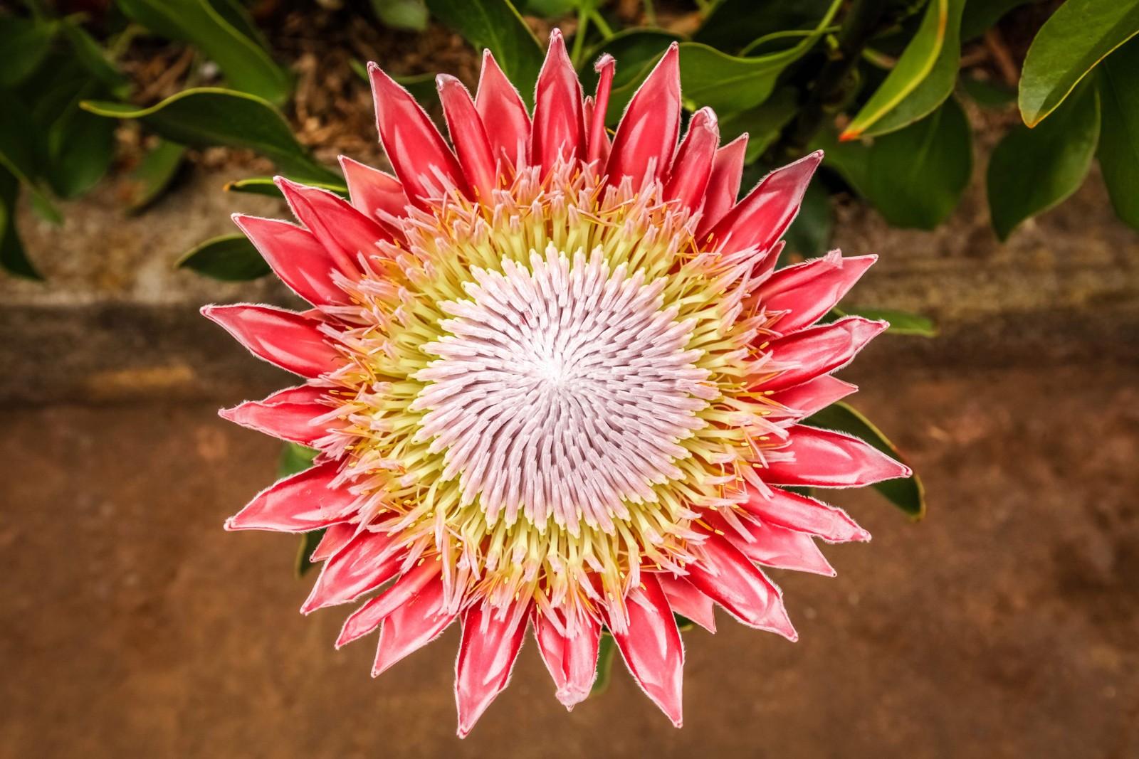 5 Giant KING PROTEA Cynaroides Sugarbush Rare 12″ Flower Seeds