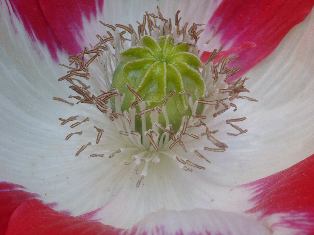 Single Bloom Type Mix Papaver S. Poppy – All Colors – 5000 Seeds *PoppyQueen👑