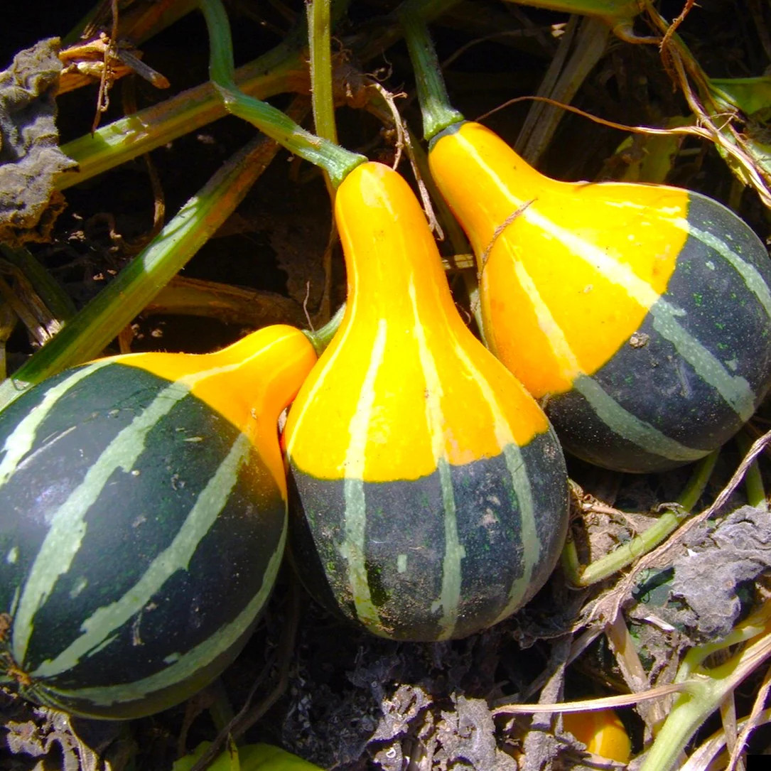 Bicolor Pear Ornamental Gourd Seeds – For 2025 Planting Yellow Green White