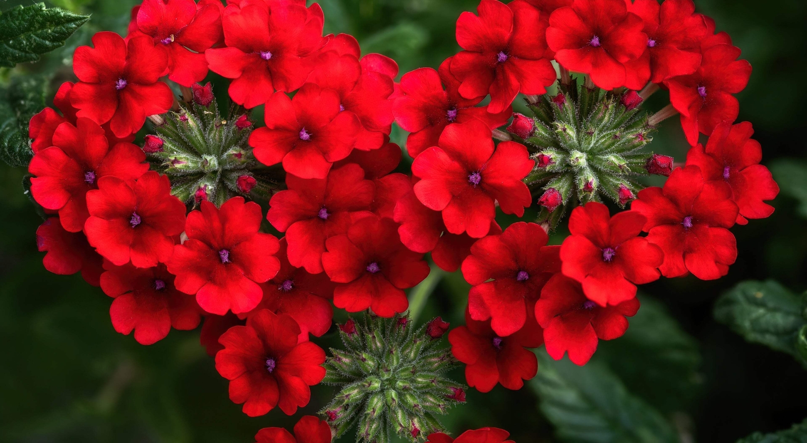 50 SCARLET VERBENA Red Nana Compacta Fragrant Flower Seeds *Combined Shipping