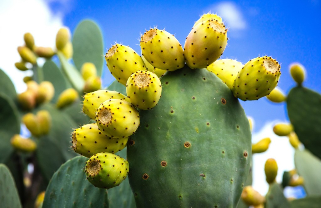 15 Seeds Yellow Fruit Prickly Pear Cactus. 15 Semillas de Nopal Tunero Amarillo