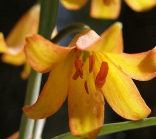Fritillaria eastwoodiae | Butte County or Eastwood’s Fritillary | 5 Seeds