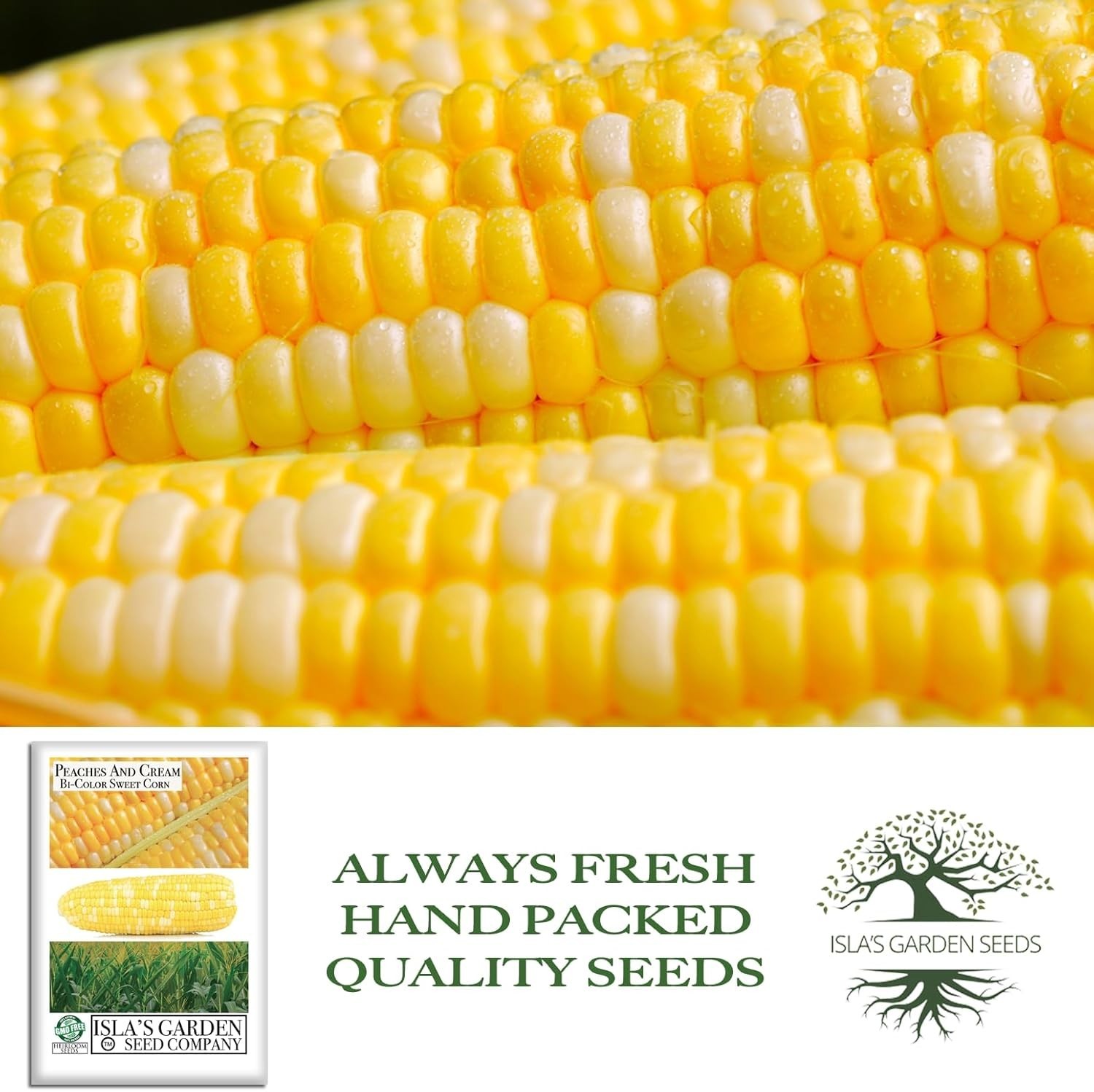 25+ Peaches and Cream Sweet Corn Seeds – Heirloom, Non-GMO for Garden Gifting