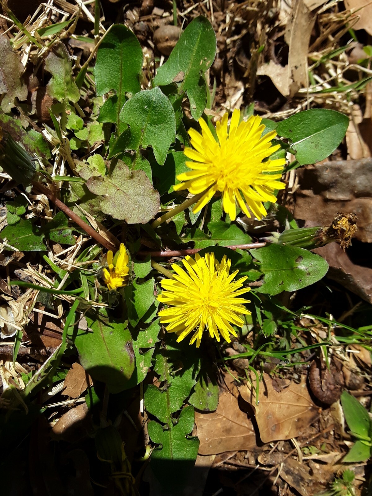 100 + Common Dandelion Seeds.US grown.