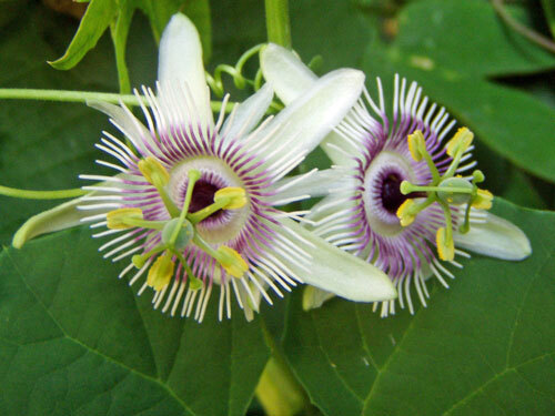 Passiflora morifolia | Woodland Passion Flower | 10 Seeds