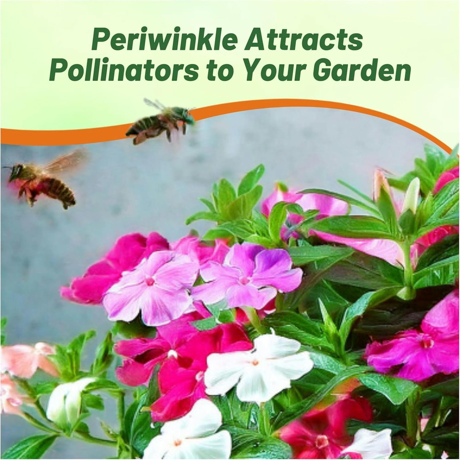 2000 Seeds Periwinkle Vinca Seed Mix For Planting – Dwarf Little Mix Ground
