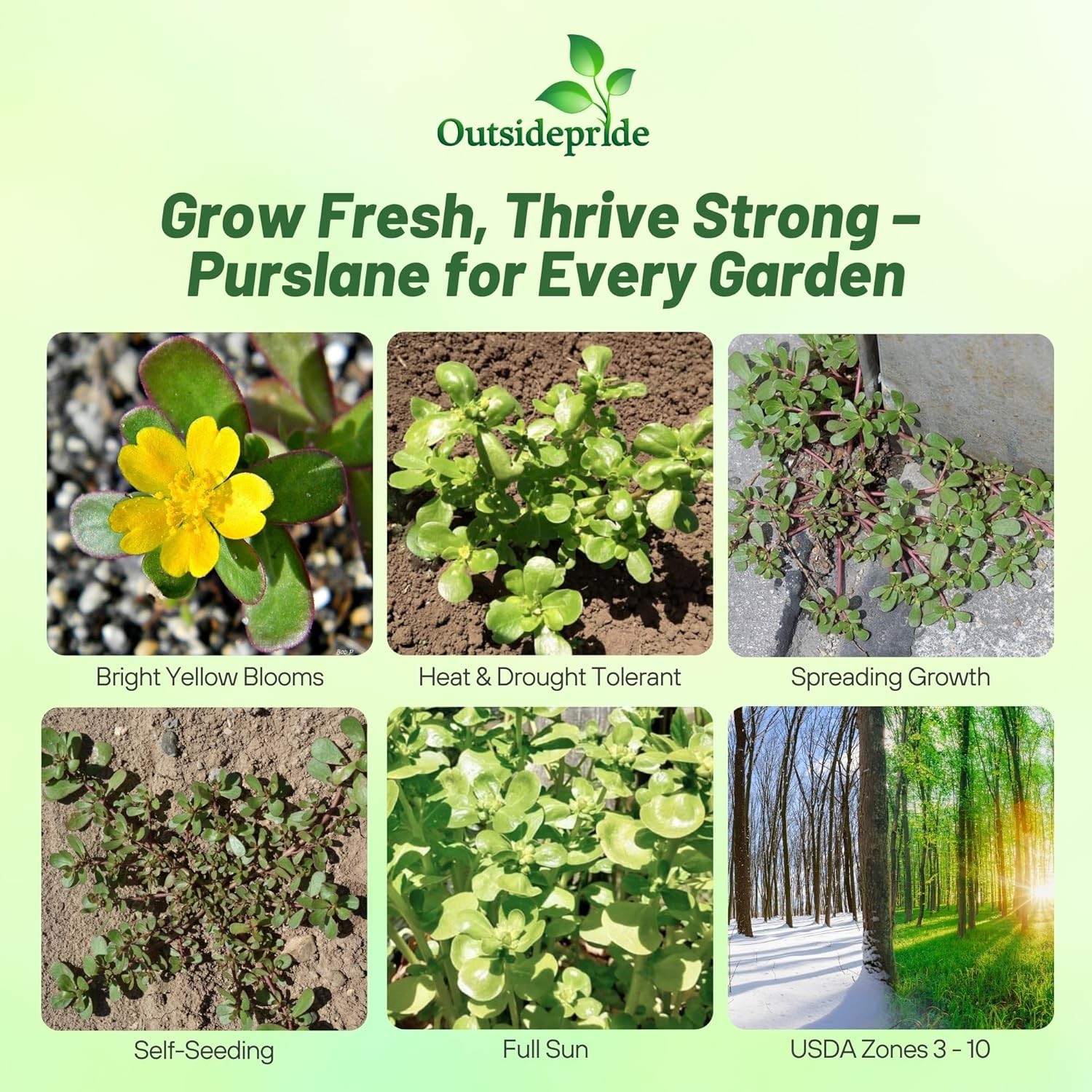 5000 Seeds Portulaca Green Purslane Herb Garden Plant Seeds
