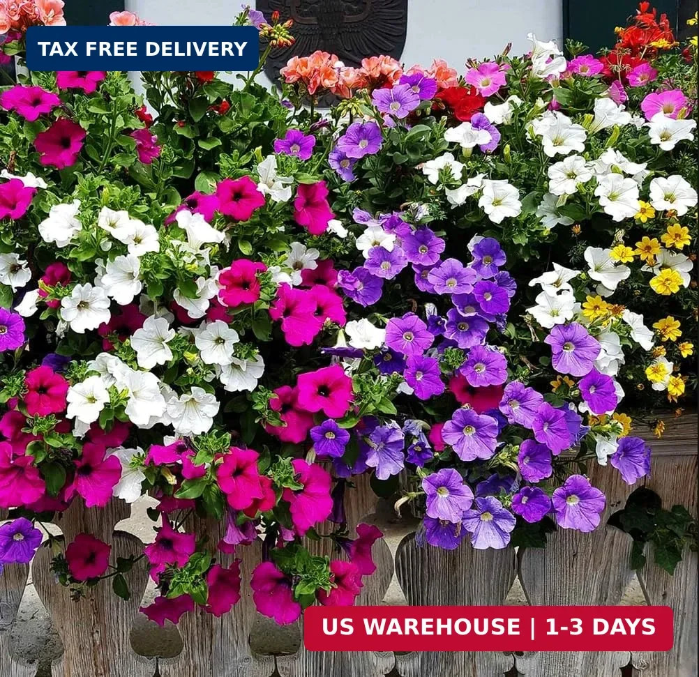 300+ Hanging Dwarf Petunia Seeds – Mixed Rainbow Color, Bonsai,Grandiflora Flowe