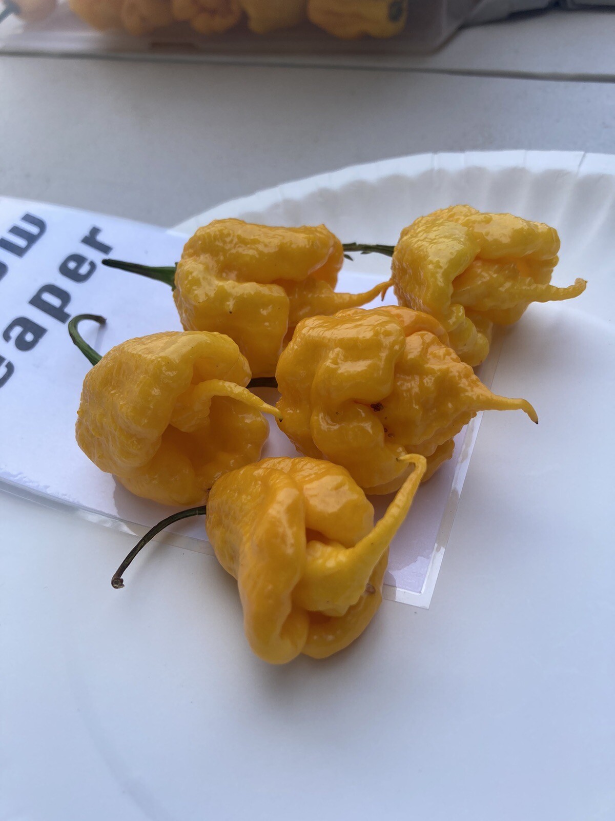 Yellow Reaper Hot Pepper Seeds 15+ Per Pack
