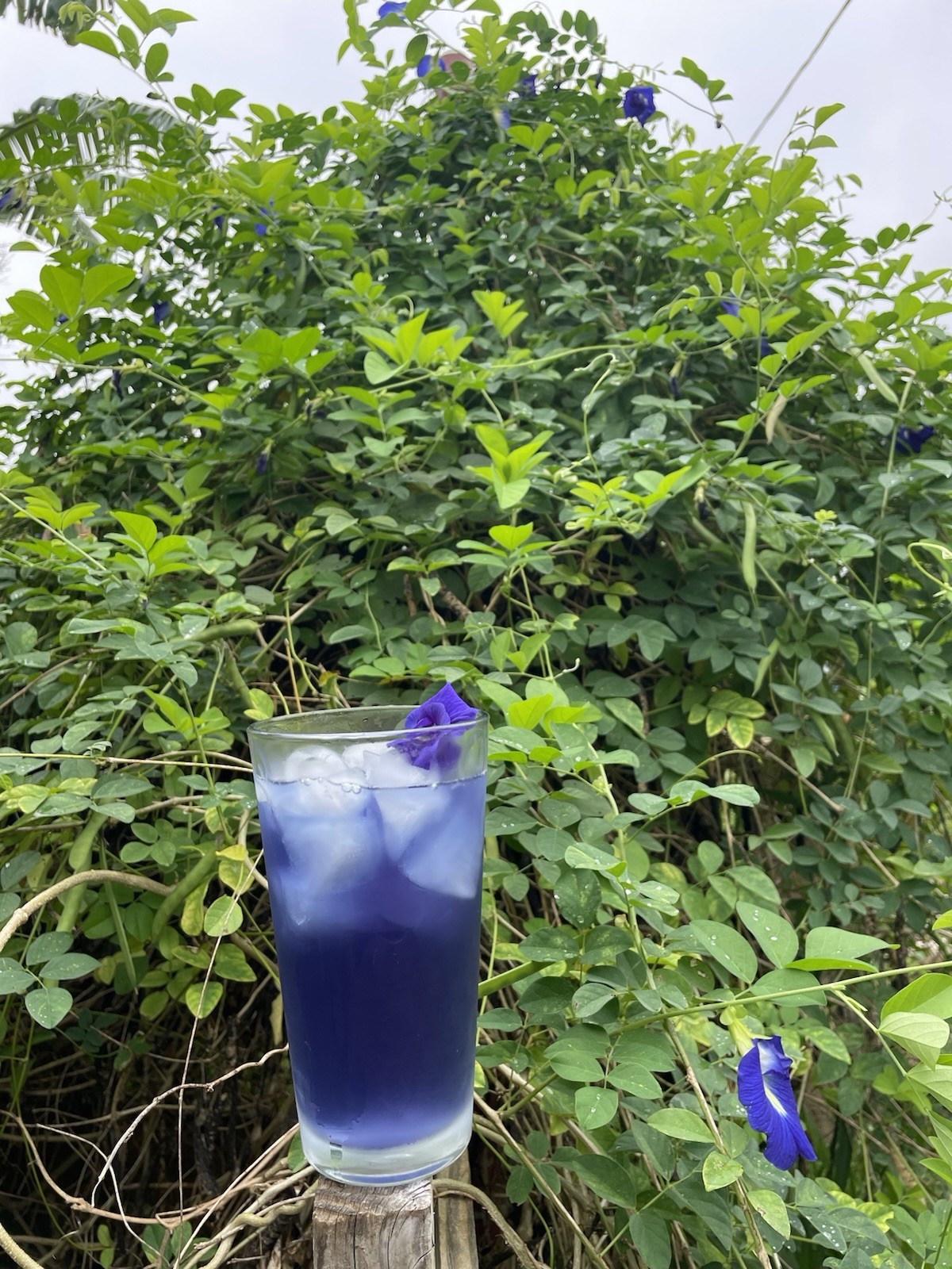 Butterfly Pea blossom Flowering Edible Blue Climbing Perennial Flower Seeds
