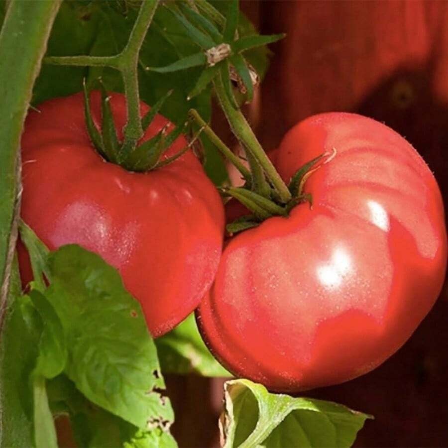 30 Ponderosa Pink Tomato Seeds Heirloom NON GMO Free Shipping & Tracking