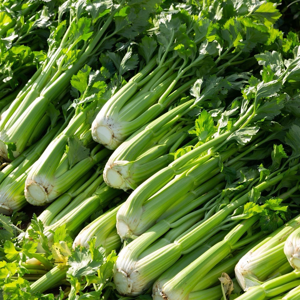 Celery Seeds, Tall Utah Heirloom, Non-GMO, Crisp & Flavorful, Free Shipping