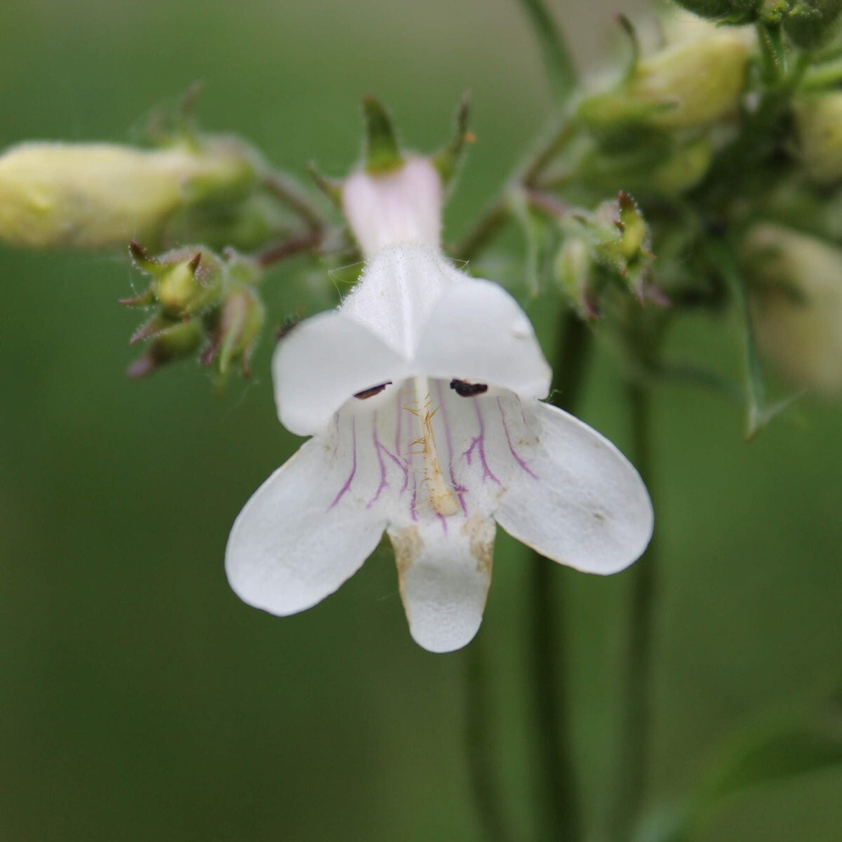 500 Pale Beardtongue Wildflower Seeds – Everwilde Farms Mylar Seed Packet