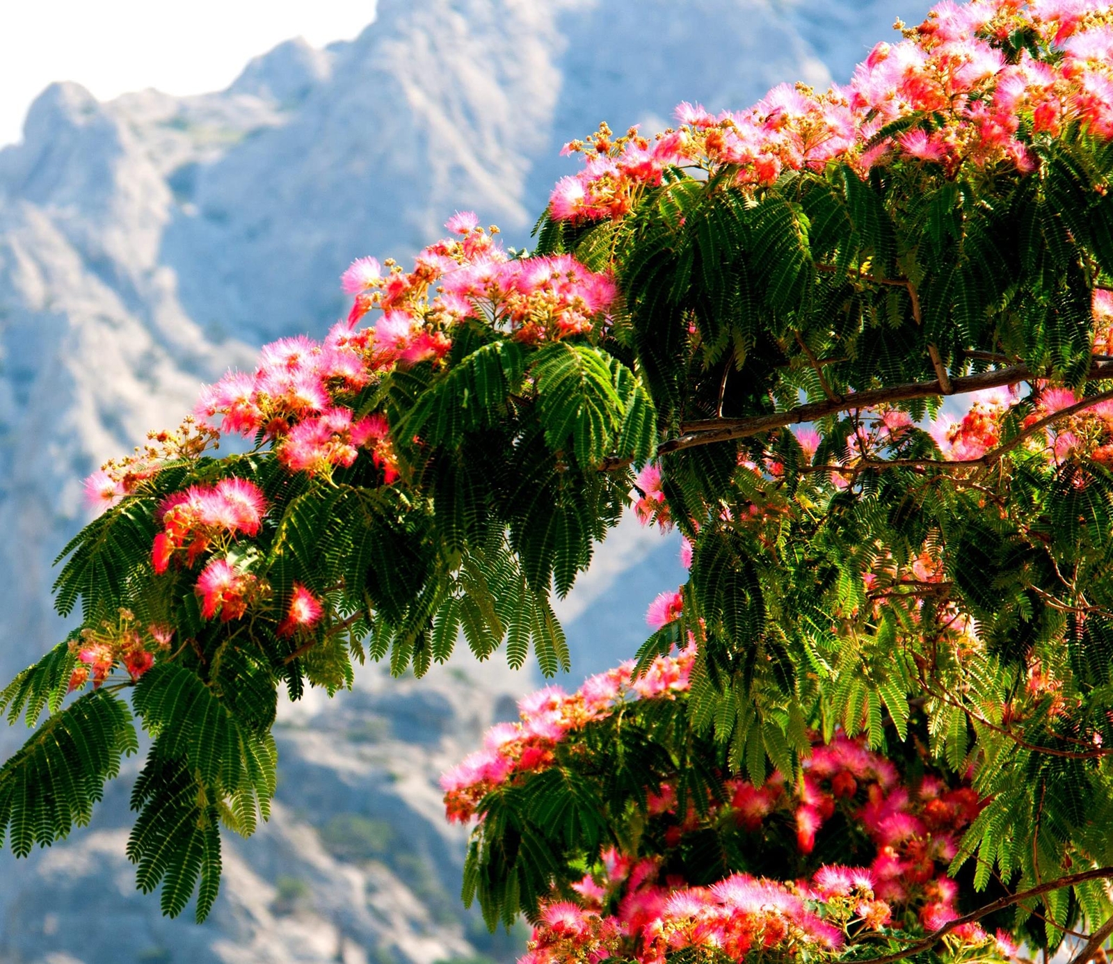 30 Persian Silk Tree Seeds – Summer Mimosa Silk Tree Seed, Silk Tree Seeds for P