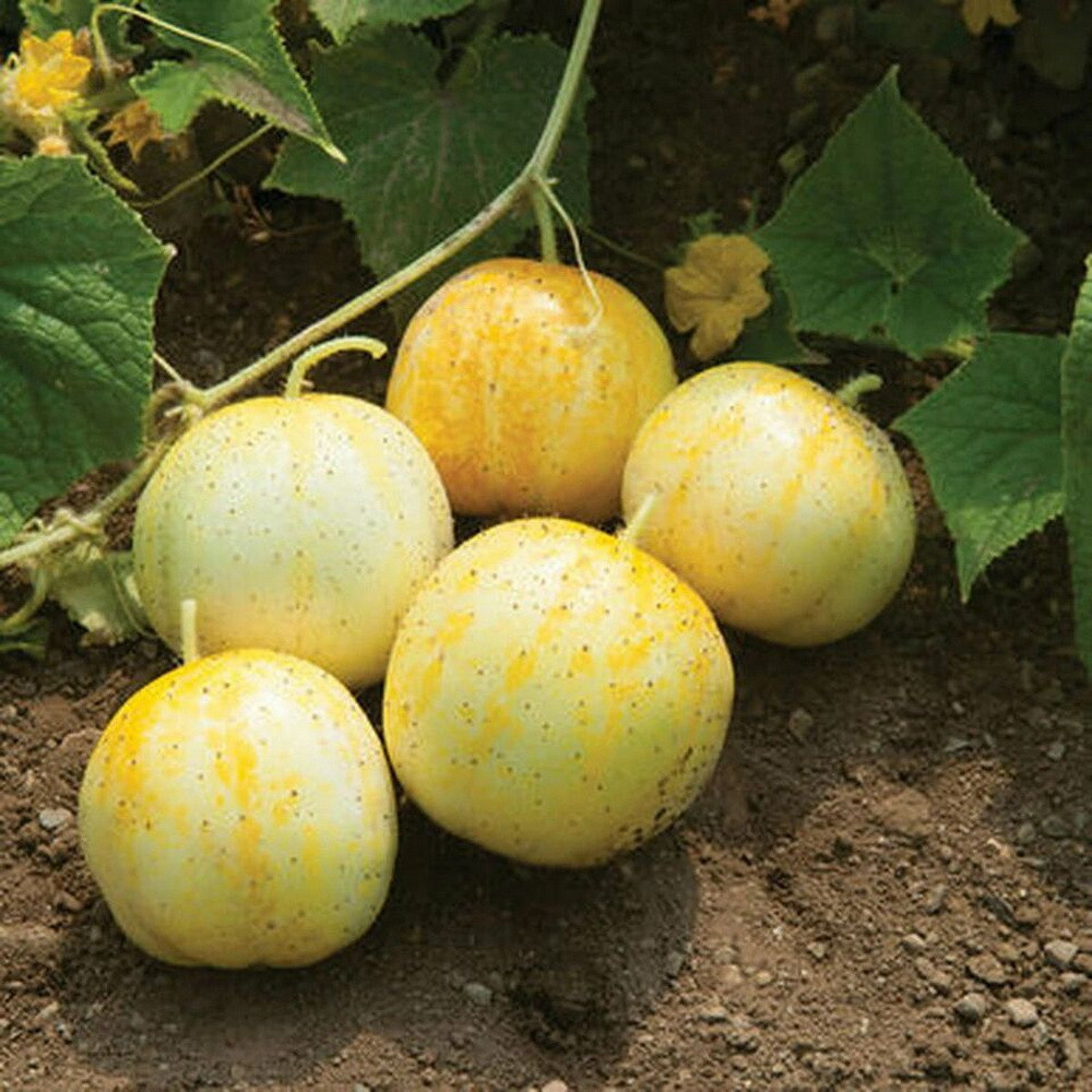 150 Lemon Cucumber Seeds Heirloom – Non-GMO – Always Fresh Seeds!