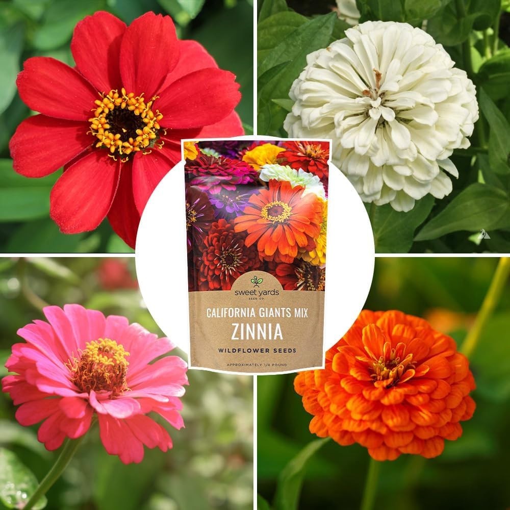 Vibrant California Giants Zinnia Seeds – 12,000 in 1/4 lb Resealable Packaging