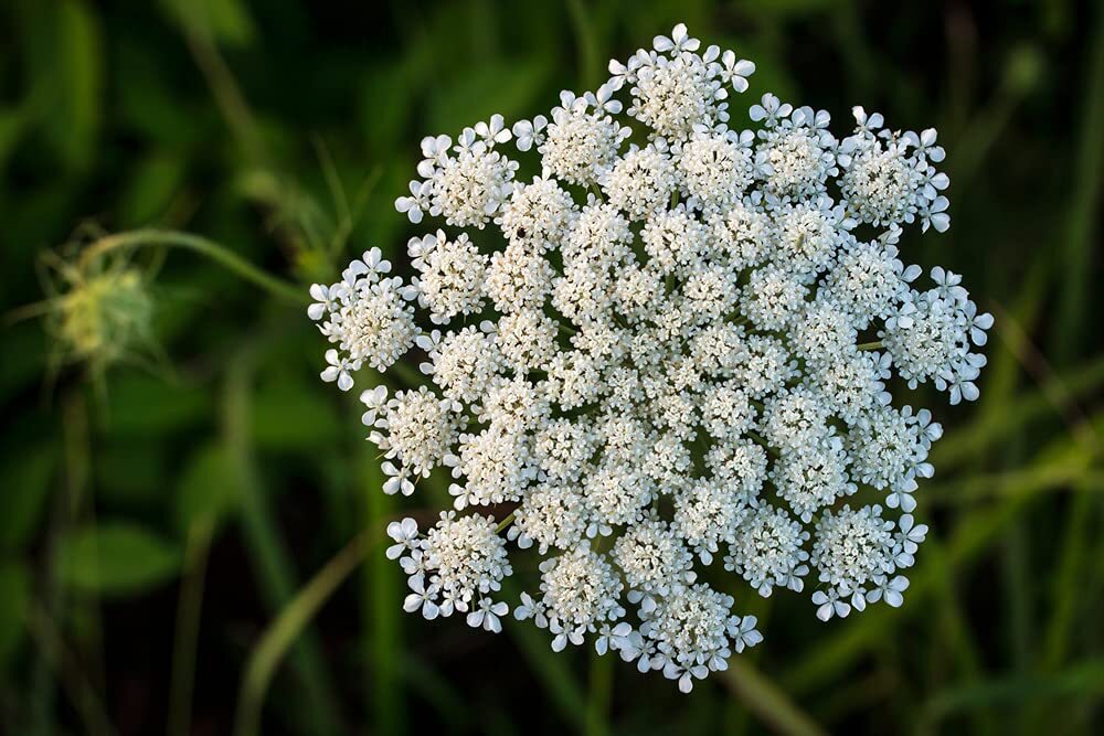 Queen Anne’s Lace Seeds for Planting – 250 Seeds – Made in USA, Ships from Iowa.