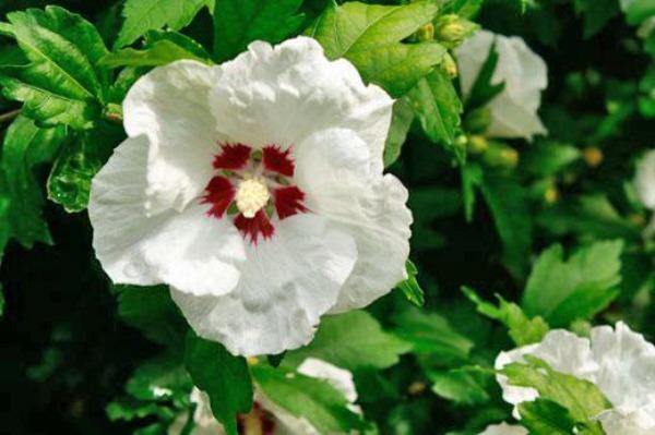 Hibiscus syriacus | Shrub Althea ‘Red Heart’ | Rose of Sharon | 10 Seeds