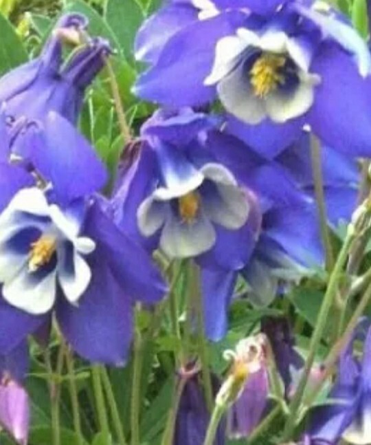 Columbine BLUE Perennial Native Spring Blooms 150 Seeds!
