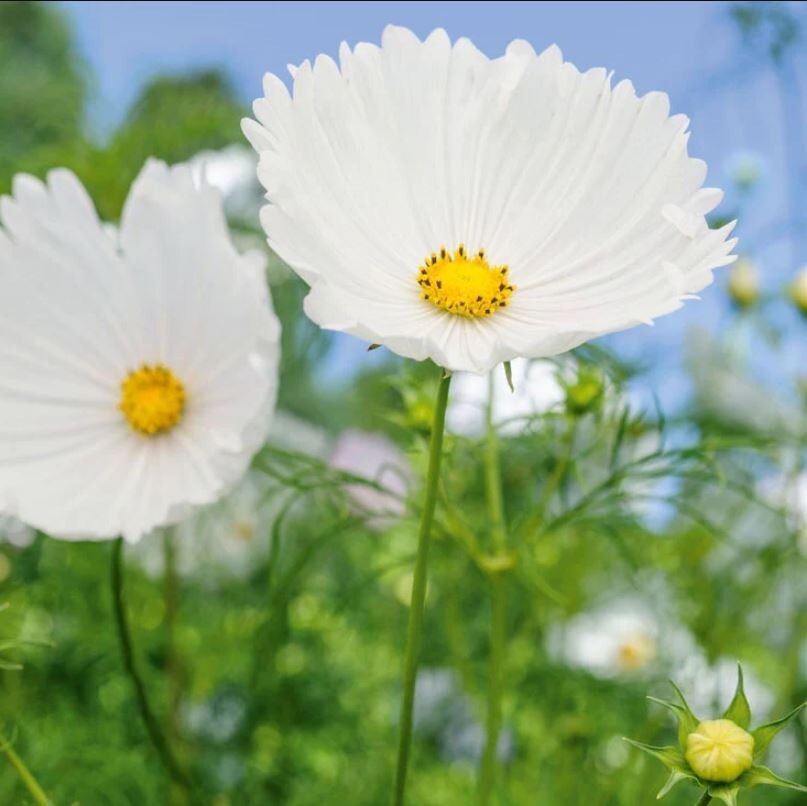 50+Seeds| Cupcake White Cosmos Seeds Seeds #L008