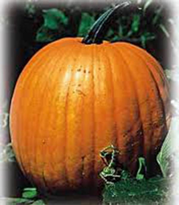 PUMPKIN SEED, JACK O LANTERN, HEIRLOOM, NON GMO, 100 SEEDS, PUMPKINS
