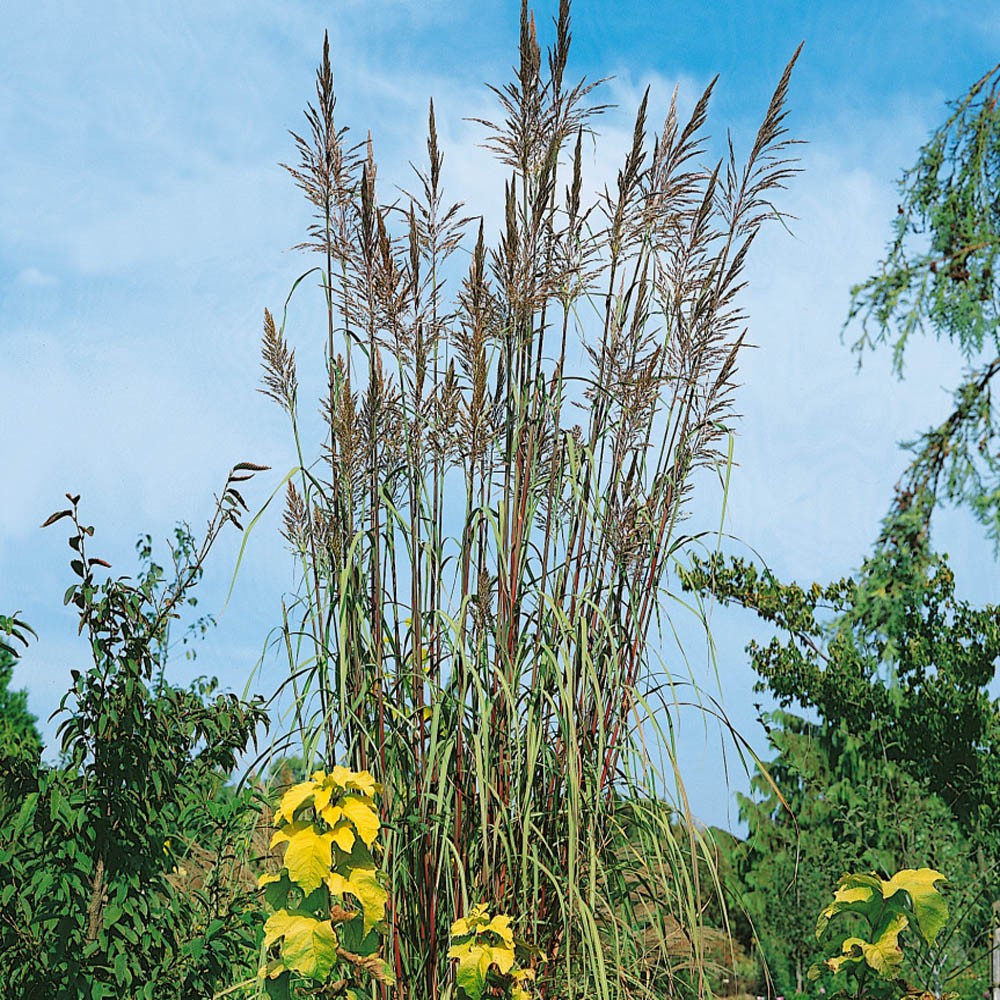500 Seeds Plume Grass Seed – Ravenna Ornamental Grass Seeds