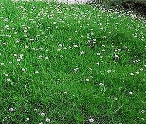 Sagina (Irish Moss) subulata Crispy 1,000 seeds