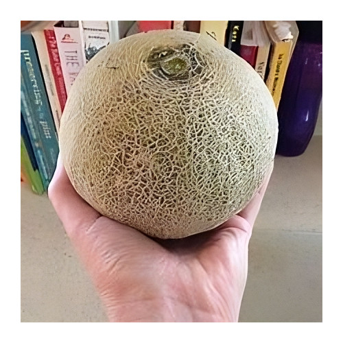 Melon Minnesota Midget Great Heirloom Vegetable By Seed Kingdom 1 Lb Seeds