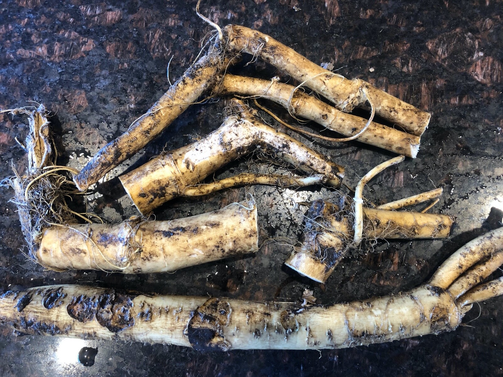 HORSERADISH, ORGANIC: 3 Crowns, 3 Root & fresh root to make Horseradish NOW!